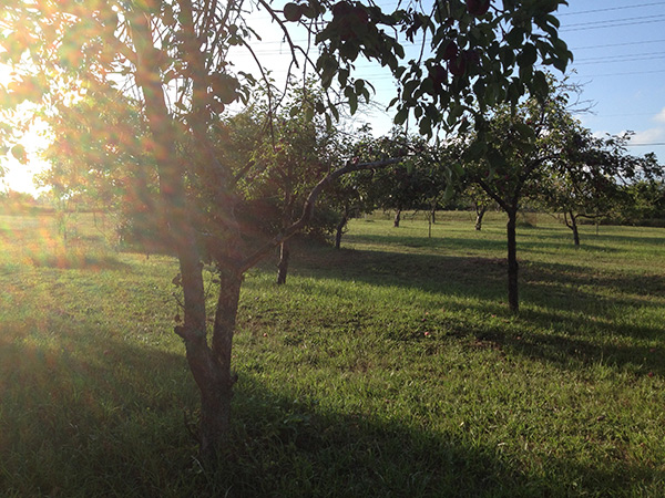 apple-orchard-trees-in-evening-sunlight-600x450px apple orchard trees in evening sunlight