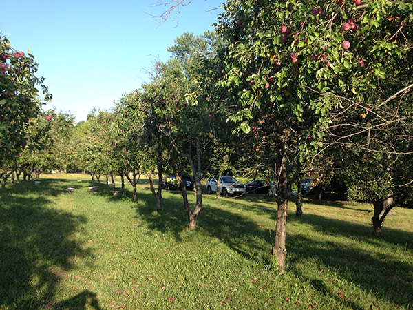apple-trees-red-apples-baldwin-city-orchard-600x450px apple trees red apples baldwin city orchard