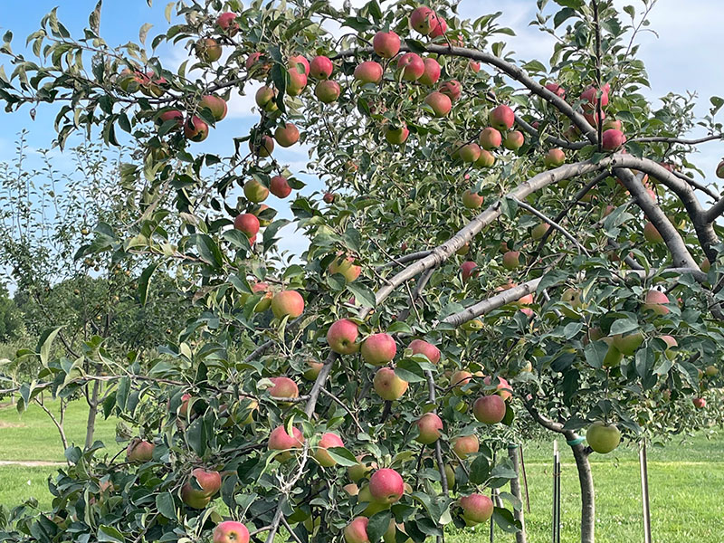 baldwin-city-orchard-800x600px baldwin city orchard apple tree with heavy fruit
